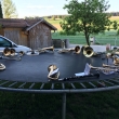 Maiblasen 2018